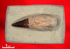 Ichthosaur tooth (15296icht)