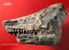 Ichthosaur skull (ich-drama)